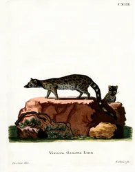 Common Genet (farvet gravering)