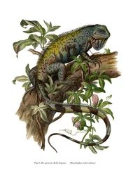 Almindelig leguan (farve litho)