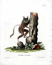 Common Mouse Opossum (farvet gravering)