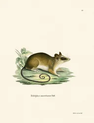 Common Mouse Opossum (farvet gravering)