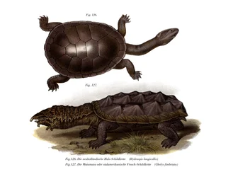 Almindelig slangehalset skildpadde (farve litho)
