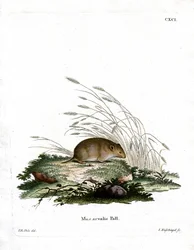 Vole (farvet gravering)