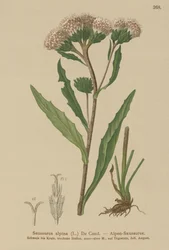 Almindelig savurt (Saussurea alpina)