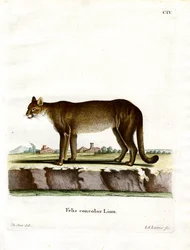 Cougar (farvet gravering)