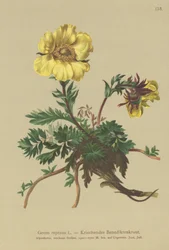 Krybende Avens (Geum reptans)
