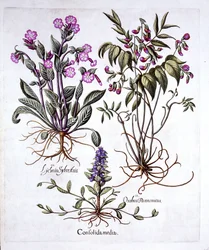 Krybende læbeløs, vårvikke og dagpragtstjerne, fra Hortus Eystettensis, af Basil Besler (1561-1629), udgivet 1613