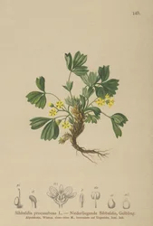 Krybende Sibbaldia (Sibbaldia procumbens)