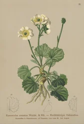 Ranunkel (Ranunculus crenatus)