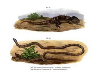 Krokodilleskink (farve litho)