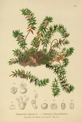Kragebær (Empetrum nigrum)