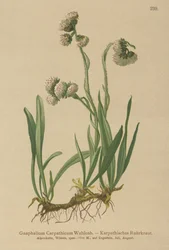 Gnaphalium carpathicum (Gnaphalium carpathicum)
