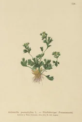 Skåret bladet Ladys Mantle (Alchemilla pentaphyllea)