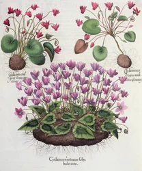 Cyclamen: 1. Cyclamen serotinus med efeublade; 2. Cyclaminus rodfæstet længere end Chamberlains; 3. Cyclamen vulgare Panis porcinus, fra Hortus Eystettensis af Basil Besler (1561-1629), pub. 1613 (eng