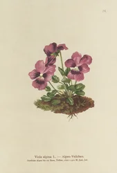 Cyclamen, Alpeviol (Viola alpina)