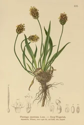 Mørk vejbred (Plantago atrata, Plantago montana)