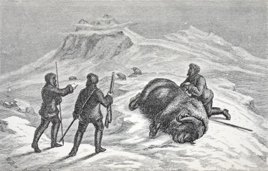 Moskusoksens død, pub. London 1874