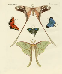 Forskellige slags udenlandske sommerfugle (farvet indgravering)
