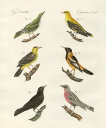 Forskellige slags gylden oriole