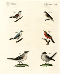 Forskellige slags shrikes