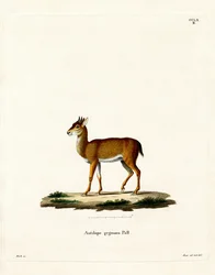 Dik-dik (farvet gravering)