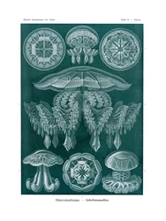 Discomedusae, 1899-1904