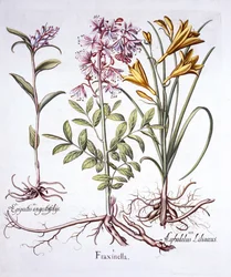 Dittany, White Helleborine og Yellow Day Lily, fra Hortus Eystettensis, af Basil Besler (1561-1629), pub. 1613 (håndfarvet gravering)