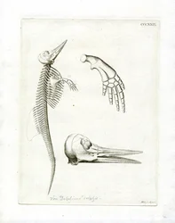 Delfinskelet (farvet gravering)