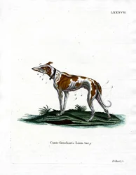 Tamhund (farvet indgravering)