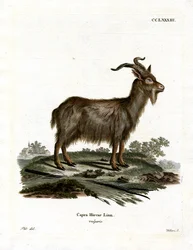 Tamged (farvet gravering)