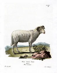 Tamfår (farvet gravering)