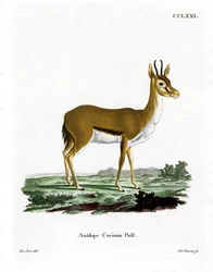 Dorcas Gazelle (farvet gravering)