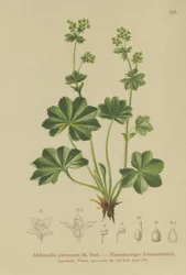 Dunet ladys Mantle (Alchemilla pubescens, Alchemilla glaucescens, )