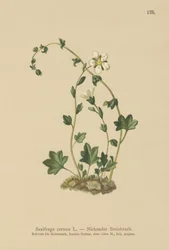 Nedhængende saxfrage (Saxifraga cernua) (farve litho)