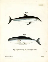 Dusky Dolphin (farvet gravering)