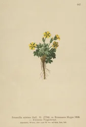 Dværg-Knællike (Potentilla minima, Potentilla Brauneana, Potentilla dubia)