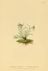 Dværg-Knold (Gnaphalium supinum)