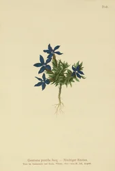 Dværg-ensian (Gentiana pumila)