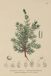 Dværg-ensian (Juniperus nana, Juniperus communis subsp. nana, Juniperus communis var. saxatilis)