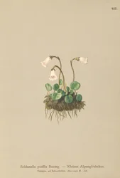 Dværgsneklokke (Soldanella pusilla, Soldanella alpicola)
