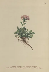 Dværg-Valerian (Valeriana supina)
