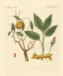 Farv planter