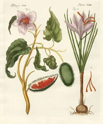 Farv planter