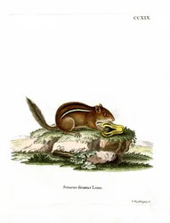 Eastern American Chipmunk (farvet gravering)