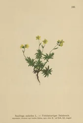 Østlig Saxifrage (Saxifraga sedoides)