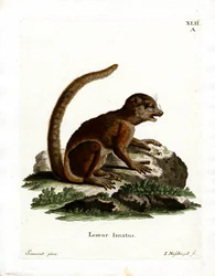 Eastern Woolly Lemur (farvet gravering)