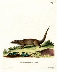 Egyptisk Mongoose (farvet gravering)