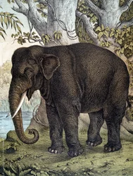 Elephant - i "Natural History of Pattedyr", red. Schreiber, München