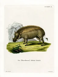 Eritreansk vortesvin (farvet indgravering)