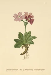 Almindelig primula (Primula spectabilis, Auriculastrum primula)