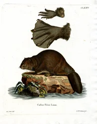 European Beaver (farvet gravering)